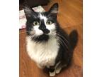 Adopt Julia a Black & White or Tuxedo Domestic Longhair (long coat) cat in
