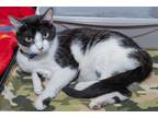 Adopt Wendy a Black & White or Tuxedo Domestic Shorthair (short coat) cat in