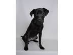 Adopt Benny a Black Mixed Breed (Medium) dog in Jefferson City, MO (34642601)