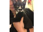 Adopt Musketeers a Black (Mostly) Domestic Shorthair (short coat) cat in