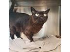 Adopt Thiri a Brown or Chocolate Burmese (short coat) cat in Houston