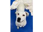 Adopt Love a White Dogo Argentino / Mixed dog in Lancaster, SC (34642311)