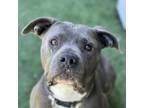 Adopt Baby Girl a Gray/Blue/Silver/Salt & Pepper American Pit Bull Terrier /