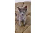 Adopt Biscuit a Gray or Blue Russian Blue / Mixed (medium coat) cat in Midland