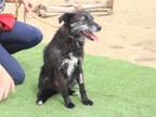 Adopt Wilma a Black - with White Terrier (Unknown Type, Small) / Mixed dog in