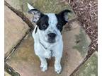 Adopt Josie a White - with Black Australian Cattle Dog / Boxer / Mixed dog in