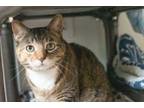 Adopt Trouble a Orange or Red Domestic Shorthair / Domestic Shorthair / Mixed