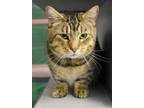 Adopt Milo a Brown or Chocolate Munchkin / Domestic Shorthair / Mixed cat in