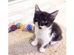 Adopt Saturn a Black & White or Tuxedo American Bobtail / Mixed cat in Ellijay