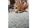 Adopt Pluto a Orange or Red (Mostly) American Bobtail / Mixed cat in Ellijay