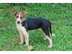 Adopt PUPPY FRECKLES a Australian Cattle Dog / Mixed dog in Franklin