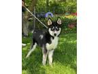 Adopt Axel a Husky / Mixed dog in Chillicothe, OH (34639944)