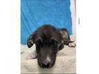 Adopt SASSY-Marcus **Rescue Center** a Anatolian Shepherd / Great Pyrenees dog