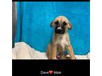 Adopt SASSY-Dave**Rescue Center** a Anatolian Shepherd / Great Pyrenees dog in