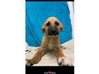 Adopt SASSY-Dale**Rescue Center** a Anatolian Shepherd / Great Pyrenees dog in