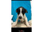 Adopt SASSY-Trevor **Rescue Center** a Anatolian Shepherd / Great Pyrenees dog