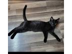 Adopt Zack a All Black Domestic Mediumhair / Mixed cat in Denison, TX (34639107)