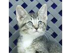 Adopt Zippy a Domestic Shorthair / Mixed cat in Midland, TX (34638657)