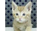 Adopt Rishi a Domestic Shorthair / Mixed cat in Midland, TX (34638656)