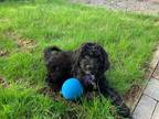 Adopt Poppie - Not Available a Black Australian Shepherd / Standard Poodle dog