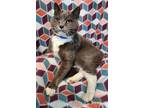 Adopt Kahlil a Domestic Shorthair / Mixed (short coat) cat in Washington Court