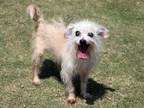 Adopt LARRY a Cairn Terrier / Mixed dog in Tustin, CA (34636870)