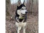 Adopt Henrie a Black Husky / Mixed dog in Edmonton, AB (34638424)