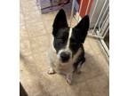 Adopt Theo a Black - with White Pointer / Husky / Mixed dog in Gardendale