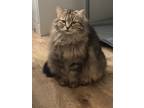 Adopt Luisa a Brown or Chocolate (Mostly) Norwegian Forest Cat / Mixed (medium
