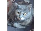 Adopt bitty a Gray or Blue (Mostly) Domestic Shorthair / Mixed (short coat) cat