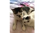 Adopt Ralphie and Randy a Calico or Dilute Calico American Wirehair / Mixed