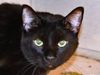 Adopt LITTLE KITTEN a All Black Domestic Mediumhair / Mixed (medium coat) cat in
