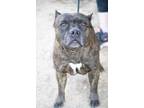 Adopt Kona a Brown/Chocolate American Pit Bull Terrier / Mixed dog in Sanger