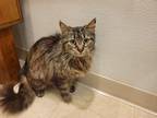Adopt Mona a Gray, Blue or Silver Tabby Maine Coon (medium coat) cat in
