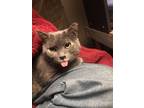 Adopt Cookie a Gray or Blue Scottish Fold / Mixed (short coat) cat in Reno