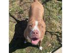 Adopt Danica Yuletide a Brown/Chocolate American Staffordshire Terrier / Mixed