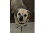 Adopt Buttercup a Tan/Yellow/Fawn Pug / Beagle / Mixed dog in Chesapeake