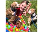 Adopt ROCCO a American Pit Bull Terrier / Mixed dog in Wintersville