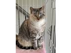 Adopt Latte a Calico or Dilute Calico Colorpoint Shorthair (short coat) cat in