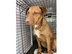 Adopt a Tan/Yellow/Fawn Shar Pei / Mixed dog in Hanford, CA (34635530)