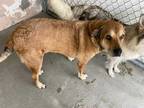 Adopt a Tan/Yellow/Fawn - with Black Labrador Retriever / Mixed dog in Hanford