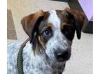 Adopt Stormy a Tricolor (Tan/Brown & Black & White) Pointer / Mixed dog in