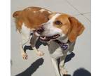 Adopt Floyd a Hound (Unknown Type) / Mixed dog in Sudbury, ON (34635371)