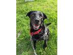 Adopt Tobby a Black Mixed Breed (Large) / Mixed dog in Montreal, QC (32377736)