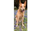 Adopt Cruiser (rich) a Husky / Australian Cattle Dog / Mixed dog in Vancouver