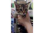 Adopt Riesling a Brown or Chocolate Domestic Shorthair / Domestic Shorthair /