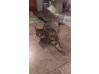Adopt Chance a Gray, Blue or Silver Tabby Domestic Shorthair / Mixed (short