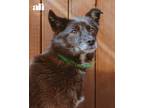 Adopt Violet a Black Jindo / Mixed dog in Encino, CA (34253013)