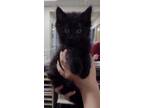 Adopt Malbec a All Black Domestic Mediumhair / Domestic Shorthair / Mixed cat in