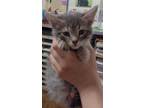 Adopt Gouda a Gray or Blue Domestic Shorthair / Domestic Shorthair / Mixed cat